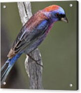 Varied Bunting Acrylic Print