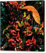 Variegated Croton Burst Of Color Acrylic Print