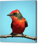 Vermilion Flycatcher - Pyrocephalus Rubinus Acrylic Print