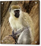 Vervet Monkey In Kenya Acrylic Print