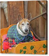 Very Old Pet Dog In Clothes On Own Bed Acrylic Print