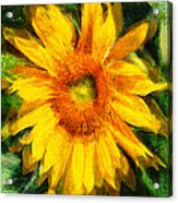 Very Wild Sunflower Acrylic Print