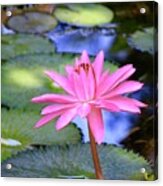 Vibrant Pink Lotus On The Pond Acrylic Print