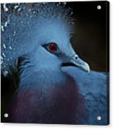 Victorian Crowned Pigeon Acrylic Print