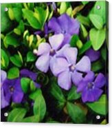 Vinca Acrylic Print