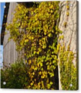 Vined Silo Acrylic Print