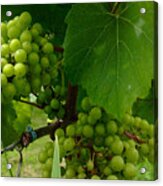 Vineyard Grapes Acrylic Print