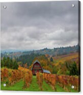 Vineyard In Dundee Oregon In Fall Season Acrylic Print