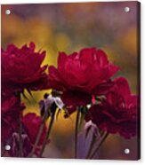 Vintage Aug Red Roses Acrylic Print