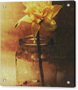 Vintage Daffodil Flower Art Acrylic Print