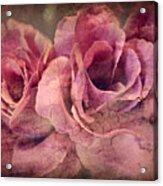 Vintage Roses - Deep Pink Acrylic Print