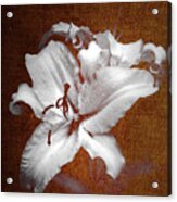 Vintage White Lilies Acrylic Print