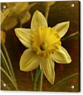 Vintage Yellow Narcissus Acrylic Print