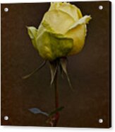 Vintage Yellow Rose 2018 Acrylic Print
