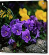 Violet And Yellow Pansies Acrylic Print