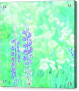 Violet Lupine Lane Acrylic Print