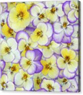 Violet Flowers In White #1 Acrylic Print