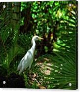 Visitor In The Garden Acrylic Print