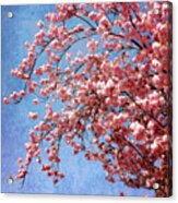 Vivid Cherry Blossoms Acrylic Print