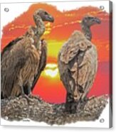 Vultures At Sunset Acrylic Print