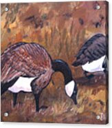 Waddle Waltz Acrylic Print