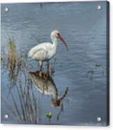 Wading White Ibis Acrylic Print
