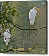 Waiting Egrets Acrylic Print