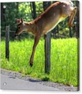 Waiting In Line Acrylic Print