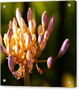 Waiting To Blossom Into Beauty Acrylic Print