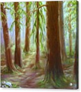 Walker Park Woods Acrylic Print