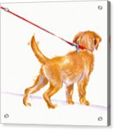 Walkies - Labrador Puppy Acrylic Print