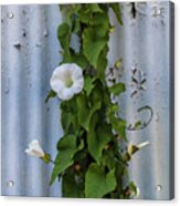 Wall Flower Acrylic Print