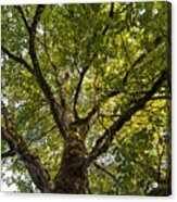 Walnut Tree Branches And Leaves Acrylic Print