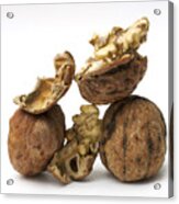 Walnuts Acrylic Print