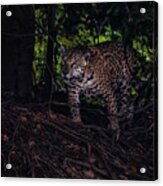 Wandering Jaguar Acrylic Print