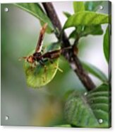 Wasp Acrylic Print