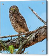 Watch Wise Burrowing Owl Acrylic Print