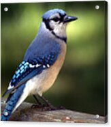 Watchful Blue Jay Acrylic Print