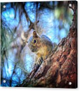 Watchin' The Nuts Go By Acrylic Print