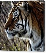 Watching Eye Acrylic Print