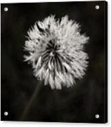 Water Drops On Dandelion Flower Acrylic Print