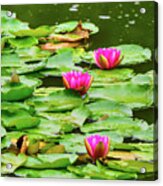 Water Lilies At Seattle Japanese Garden Acrylic Print
