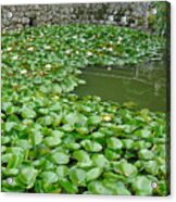 Water Lilies In The Moat Acrylic Print