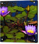 Water Lilies Iv Acrylic Print