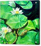 Water Lillies In Lake Jackson Acrylic Print