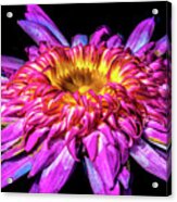 Water Lily 2014-5 Acrylic Print
