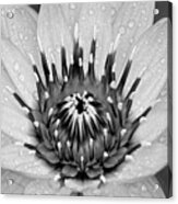 Water Lily B/w Acrylic Print