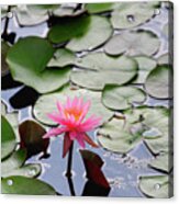 Water Lily In The Pond Acrylic Print