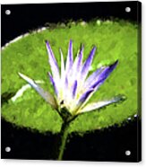 Water Lily Acrylic Print