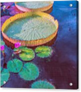 Water Lily Pattern Acrylic Print